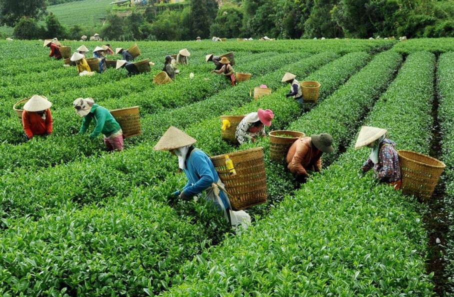 Découvrir les plantations de café et de thé