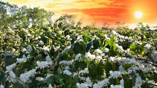 Découvrir les plantations de café