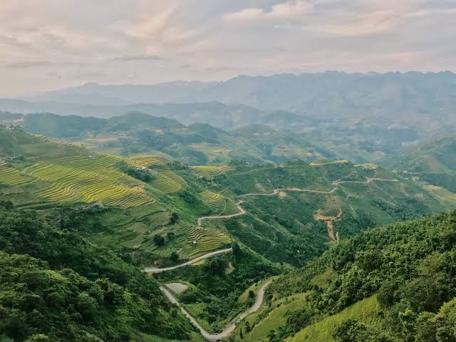 Explorer les plantations de thé de Shan Tuyet