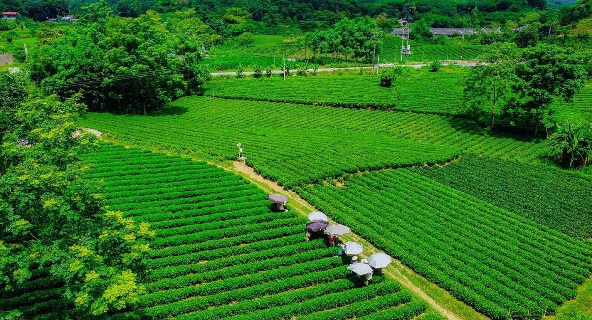 Découvrir les plantations de thé de Tan Cuong