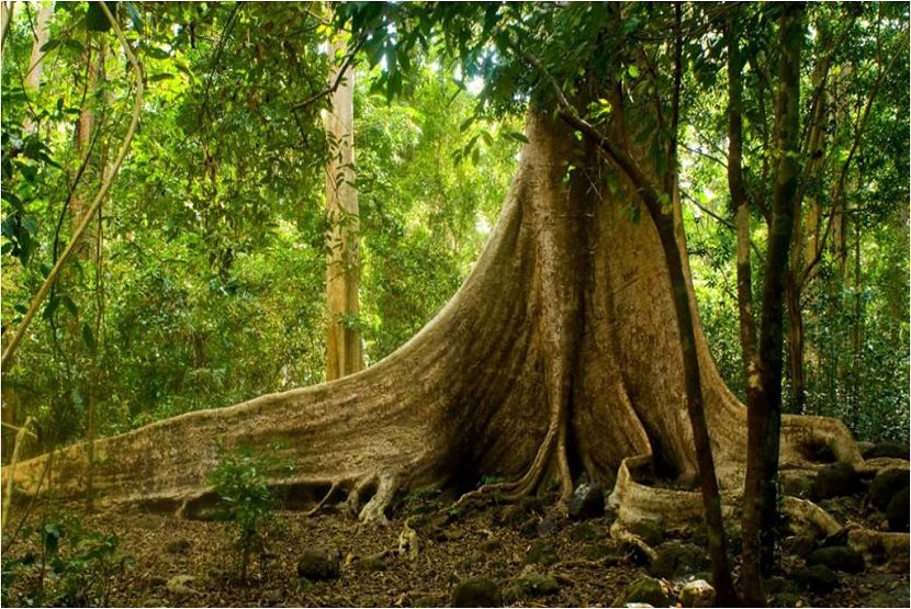10. Parc national de Cat Tien