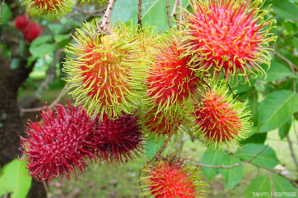 Le ramboutan – Un fruit aussi étonnant que délicieux
