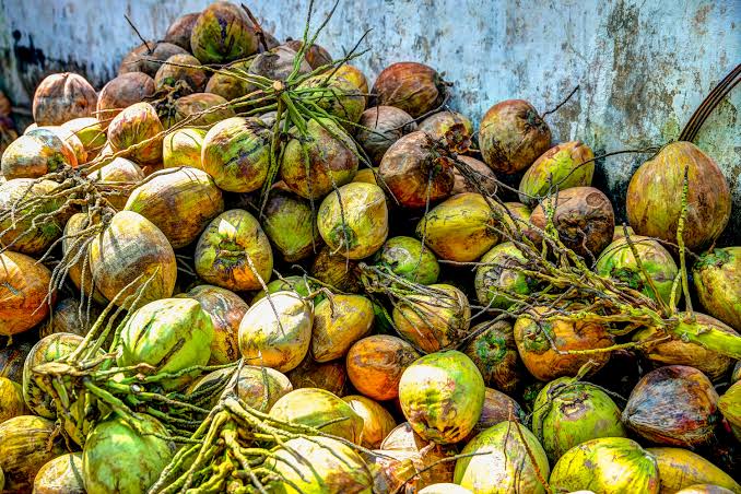 La noix de coco de Ben Tre – Le symbole du delta du Mékong